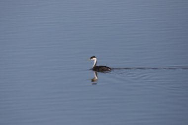 Batı Grebe (aechmophorus occidentalis) sakin bir gölde