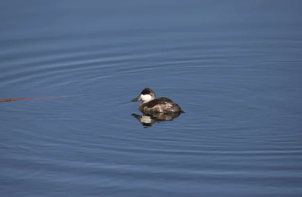 Ruddy Duck Macho Reproductivo Oxyura Jamaicensis Nadando Lago —  Fotos de Stock