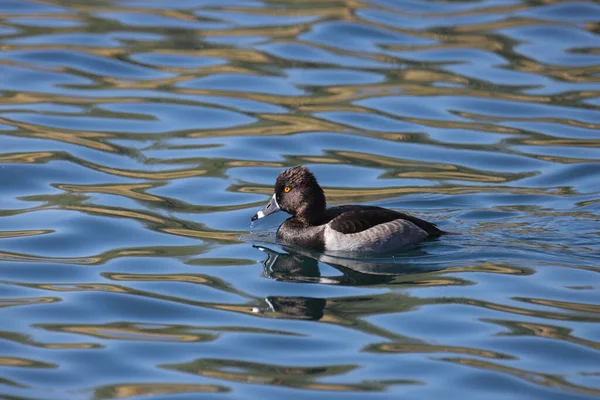 Ring Necked Duck Male Aythya Collaris Swimming Lake — ストック写真