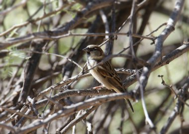 Sparrow Hanesi (erkek) (evcilleştirilmiş) bir dallar karmaşasına tünemiş