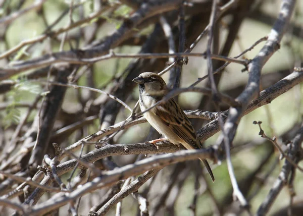 Sparrow Hanesi Erkek Evcilleştirilmiş Bir Dallar Karmaşasına Tünemiş — Stok fotoğraf