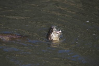 Nehir Samuru (lontra canadensis) kafası sudan çıkmış ve çenesi sonuna kadar açık