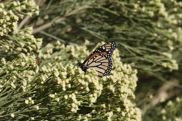 Kanatları katlanmış kral kelebeği (danaus plexippus)