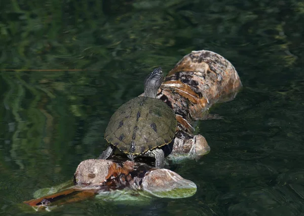 Kaplumbağa Haritası Üzümler Coğrafyası Büyük Bir Kütükte Güneşleniyor — Stok fotoğraf
