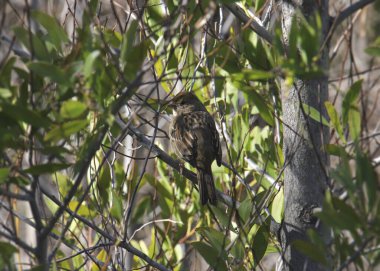 Altın taçlı serçe (zonotrichia atricapilla) neredeyse yapraklı bir ağaçta saklı. 