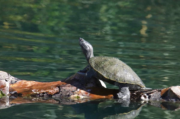 Kaplumbağa Haritası Üzümler Coğrafyası Günlük Üzerinde Güneşleniyor — Stok fotoğraf