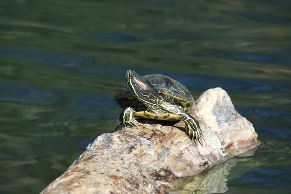 Kırmızı kulaklı Kaypak Kaplumbağa (trachemys script ta elegans) bir kütükte güneşleniyor