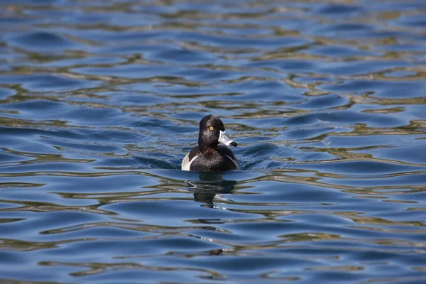 Pato Cuello Anular Macho Aythya Collaris Nadando Lago —  Fotos de Stock