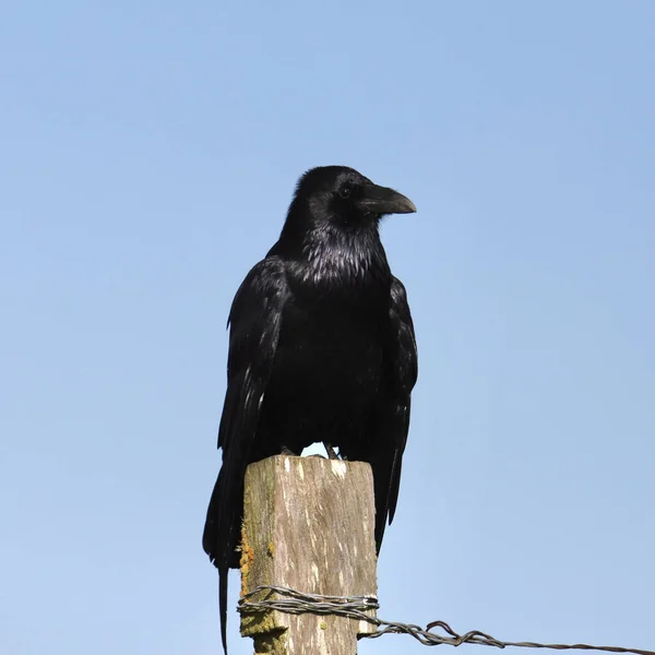 Corvo Comum Corvus Corax Empoleirado Poste Madeira — Fotografia de Stock