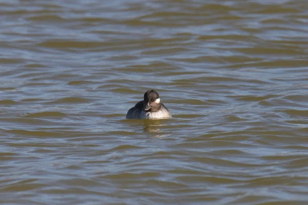 Bufflehead Duck Femmina Bucephala Albeola Nuotare Lago — Foto Stock