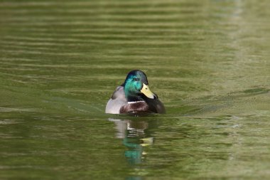 Mallard Duck (erkek) (Ananas platyrhynchos) gölette yüzer