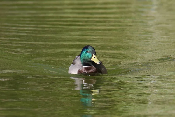 Mallard Duck Male Anas Platyrhynchos Swimming Pond — Stock Photo, Image
