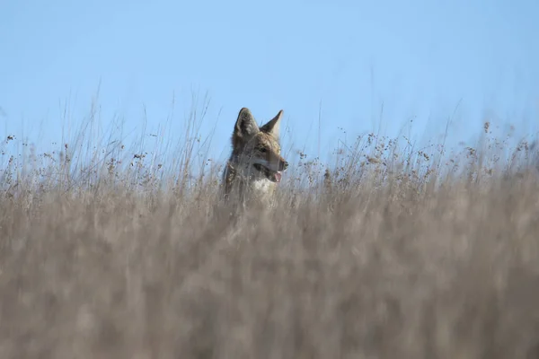 Coyote Canis Latrans Sentado Hierba Alta — Foto de Stock