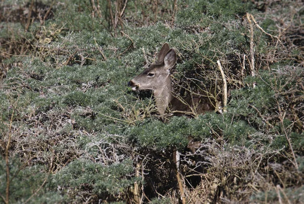 Mule Deer Odocoileus Hemionus 在稠密的灌木丛中觅食 — 图库照片