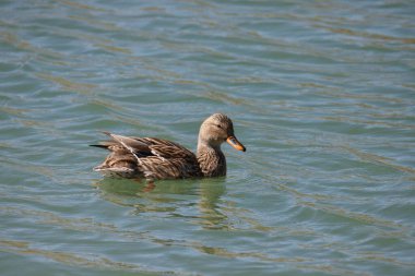 Mallard Duck (dişi) (Ananas platyrhynchos) gölde yüzüyor