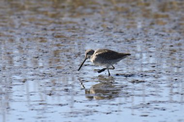 Uzun gagalı Dowitcher (limnodromus scolopaceus) pis bir suda yiyecek arıyor.