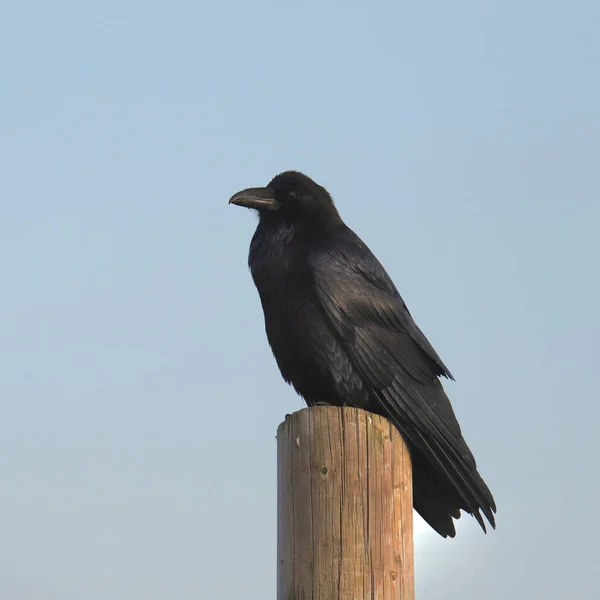 Közönséges Holló Corvus Corax Oszlopon — Stock Fotó