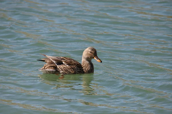 Pato Mallard Fêmea Anas Platyrhynchos Nadando Lago — Fotografia de Stock