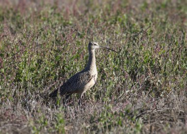 Uzun gagalı Curlew (Numenius americanus) bir bataklıkta duruyor