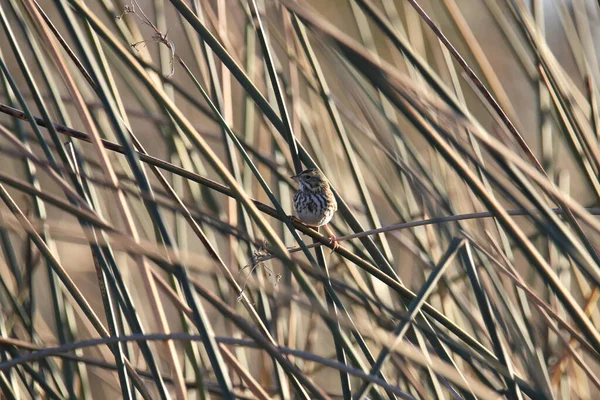 Savannah Serçesi Gelip Geçici Bazı Uzun Sazlıklara Tünemiştir — Stok fotoğraf