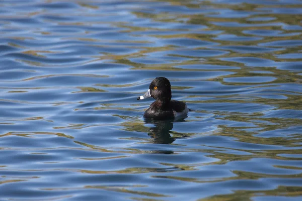 Ring Necked Duck Male Aythya Collaris Colorful Pond — Stock Photo, Image