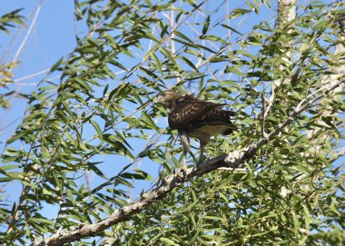 Kızıl kuyruklu Şahin (buteo jamaicensis) yapraklı bir ağaçta tünediği yerden geriye bakıyor.