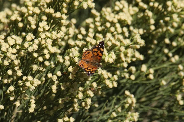 Festett Lady Butterfly Vanessa Annabella Táplálkozás Néhány Sárga Virágok — Stock Fotó