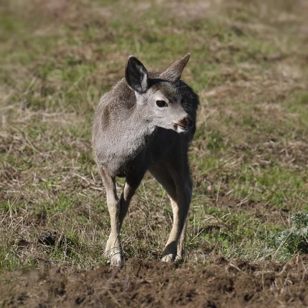 Mule Deer Female Walking Camera — стоковое фото