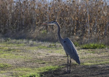 Büyük Mavi Balıkçıl (ardea herodias) çimlerin üzerinde duruyor