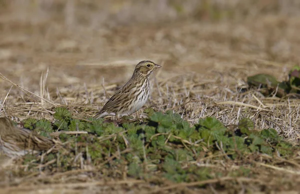 Savannah Sparrow Passerculus Sandwichensis Perched Ground — Stock Photo, Image