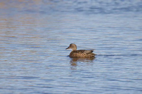 Gadwall Duck Female Anas Strepera 在湖中游泳 — 图库照片