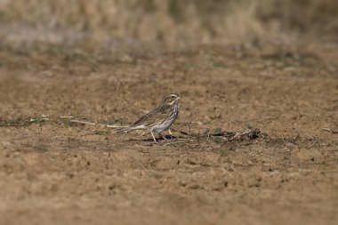 Savannah Serçesi (gelip geçici) çıplak bir zemine tünemiştir.