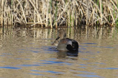 Gadwall Ördeği (erkek ve dişi))