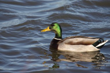 Bir Mallard Duck 'ın (erkek) yakın çekimi (anas platychynchos)