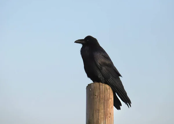 Cuervo Común Corvus Corax Encaramado Poste Madera —  Fotos de Stock