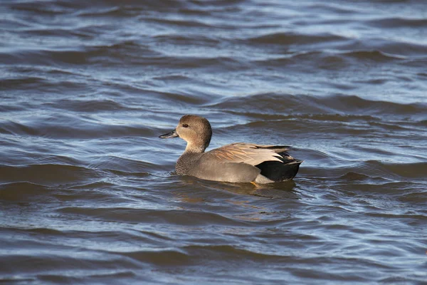 Gadwall Duck Male Anas Strepera Swimming Lake — Stock Photo, Image