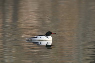 Gölette yüzen Merganser (erkek) (mergus merganser)