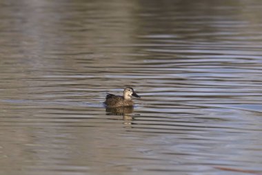 Cinnamon Teal (female) (anas cyanoptera) swimming in a pond