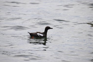 Okyanusta yüzen güvercin Guillemot (cepphus columba)