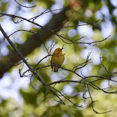 Prothonotary Warbler (protonotaria citrea) büyük bir ağaca tünemiştir.