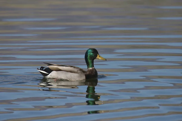 Closeup Mallard Duck Male Anas Platyrhychos — Stock Photo, Image