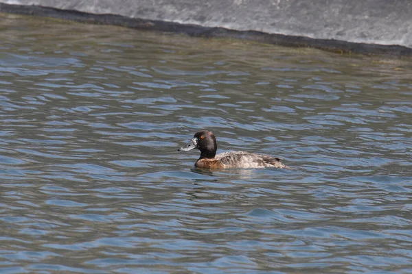 Menor Scaup Fêmea Aythya Affinis Nadando Uma Lagoa — Fotografia de Stock