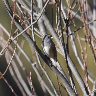 Koyu renk gözlü Junco (Pembe kenarlı) (Yapraksız çalılara tünemiş)
