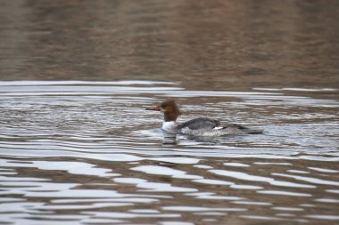 Gölette yüzen Merganser (dişi) (mergus serrator)