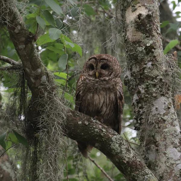 Barred Owl Strix Varia Roosting Big Tree — Stock Photo, Image