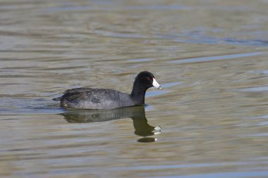 American Coot (fulica americana) bir gölde yüzüyor
