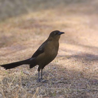 Büyük kuyruklu Grackle (dişi) (quiscalus mexicanus) yere tünedi