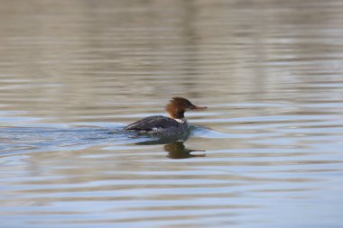 Gölde yüzen ortak Merganser (dişi) (mergus merganser)