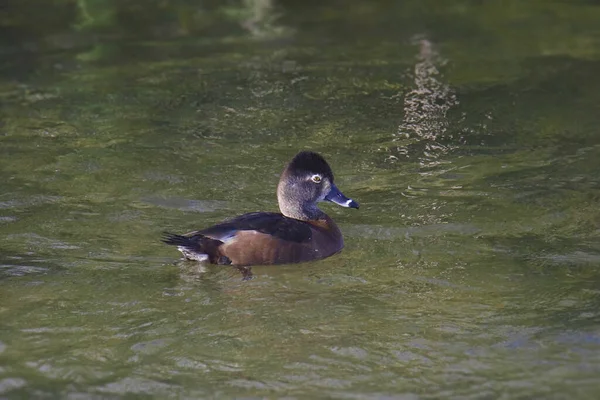 Pato Pescoço Anelado Fêmea Aythya Collaris Nadando Lagoa — Fotografia de Stock