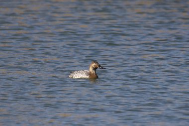 Canvasback (dişi) (aythya valisineria) bir gölde yüzüyor